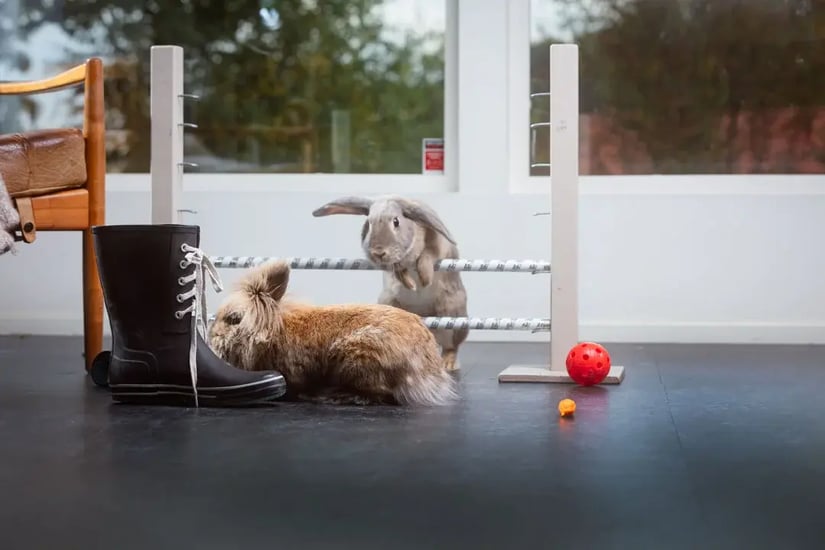 alarme compatible animaux