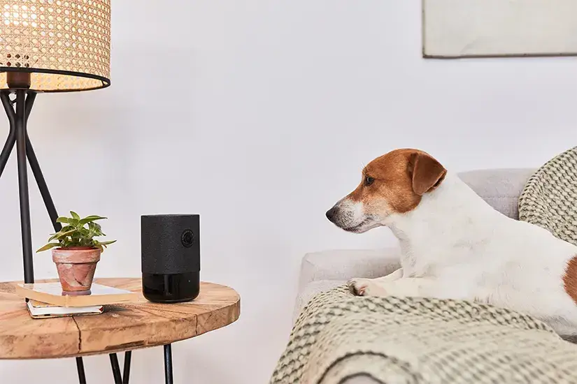 Alarme et animaux : Notre guide complet pour choisir votre alarme en fonction de nos amis à poils.